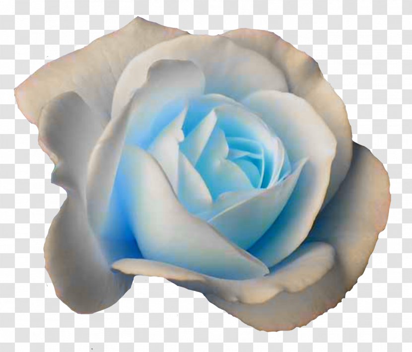 Rose White Flower Color Love Recognizes No Barriers. It Jumps Hurdles, Leaps Fences, Penetrates Walls To Arrive At Its Destination Full Of Hope. - Seeing Pink Elephants Transparent PNG