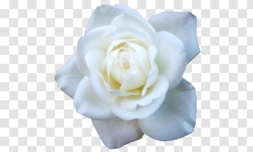 Garden Roses Cabbage Rose Floribunda White - Petal - Flower Transparent PNG