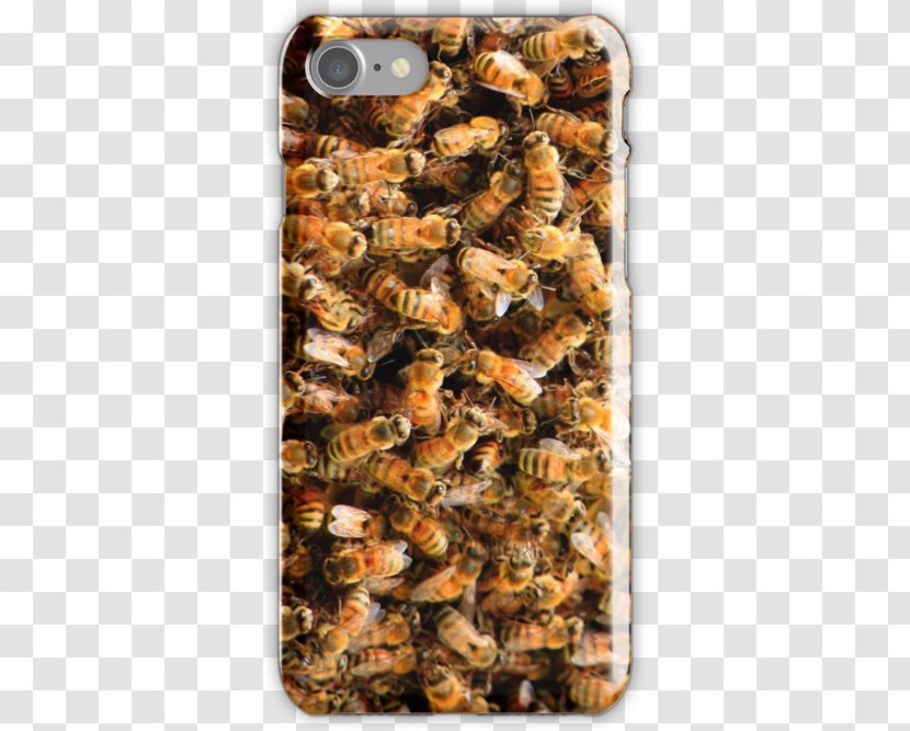 Honey Bee Beehive Honeycomb Transparent PNG