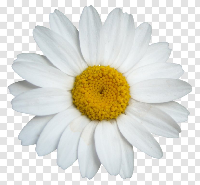 Clip Art - Daisy Family - Chamomile Transparent PNG