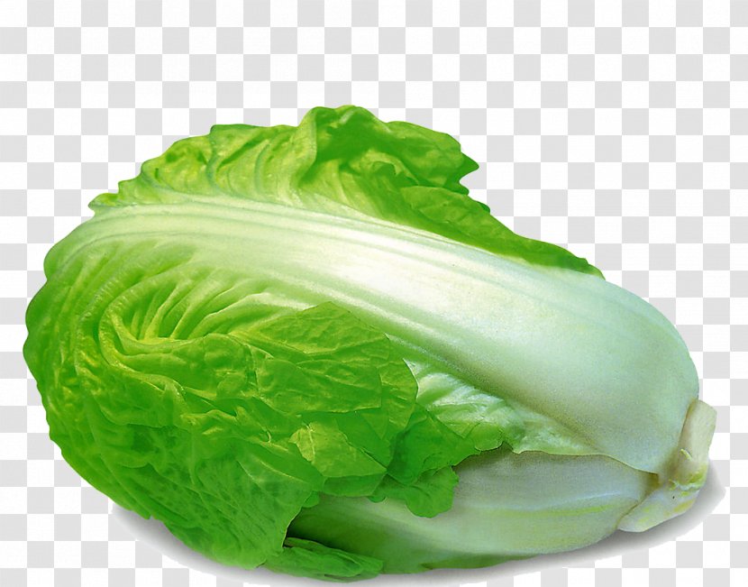 Romaine Lettuce Vegetable Chinese Cabbage Food - Savoy - Delicious Transparent PNG