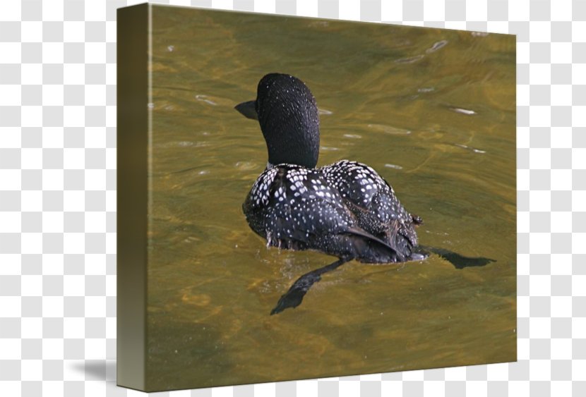 Duck Imagekind Loons Art Beak - Canvas Transparent PNG