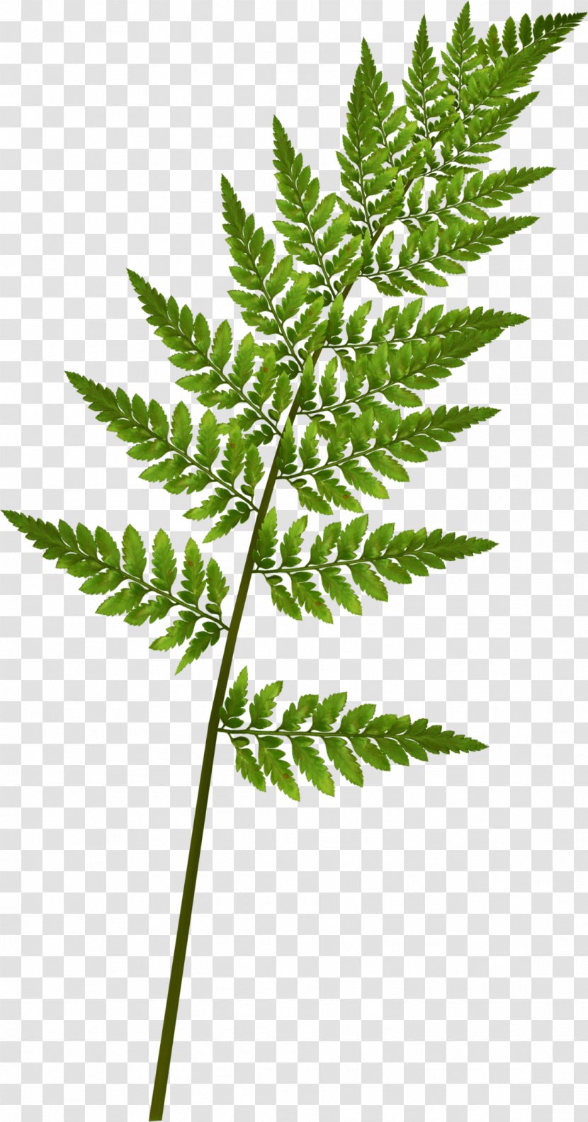 Fern Green Pine Leaf - Fairy Tale Leaves Transparent PNG