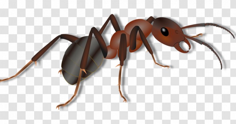 Red Imported Fire Ant Insect Transparent PNG