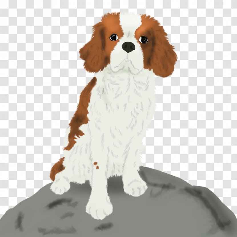 Cavalier King Charles Spaniel English Cocker Dog Breed Chihuahua - Puppy Transparent PNG
