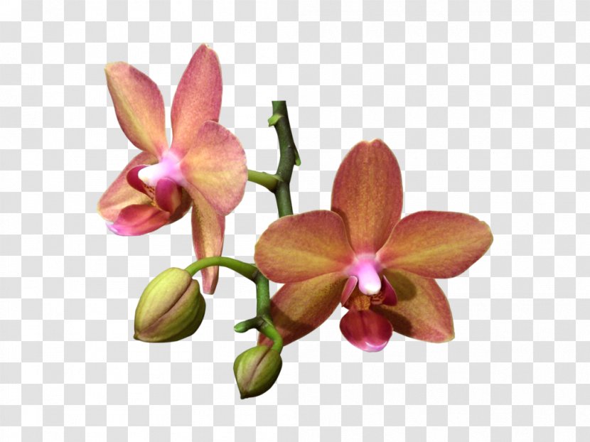 Moth Orchids Flower Plant - Euclidean Transparent PNG