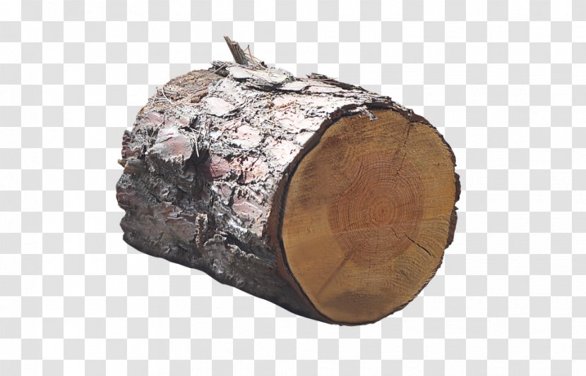 Trunk Tree Wood - Firewood - Fallen Transparent PNG