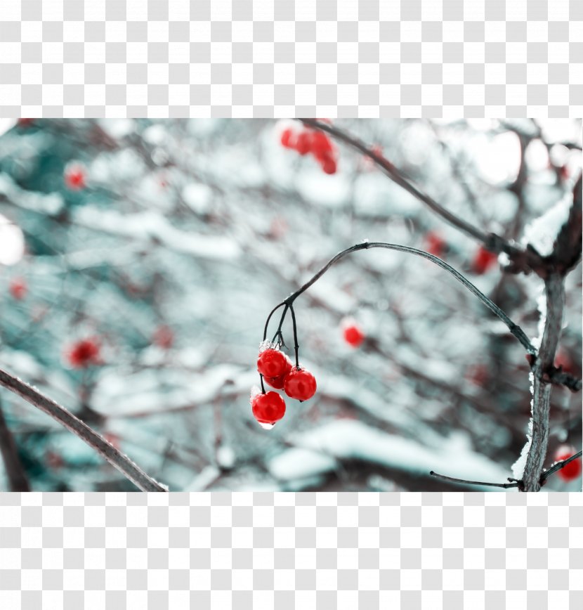 Christmas And Holiday Season New Year Gift - Branch - Frameless Painting Transparent PNG