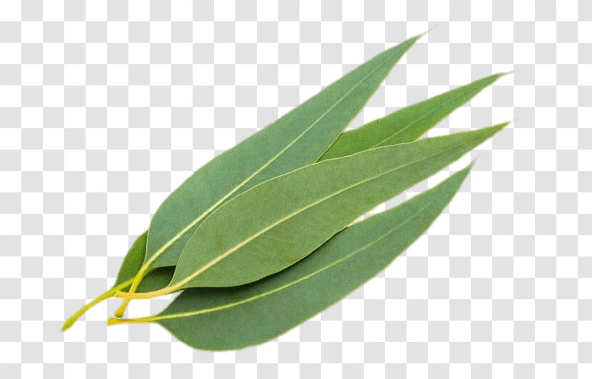 Gum Trees Stock Photography Eucalyptus Oil Leaf Myrtaceae - Alamy Transparent PNG