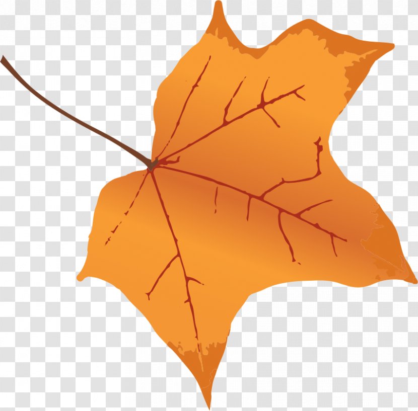 Autumn Leaf Color Tree Maple - Tea Leaves Transparent PNG