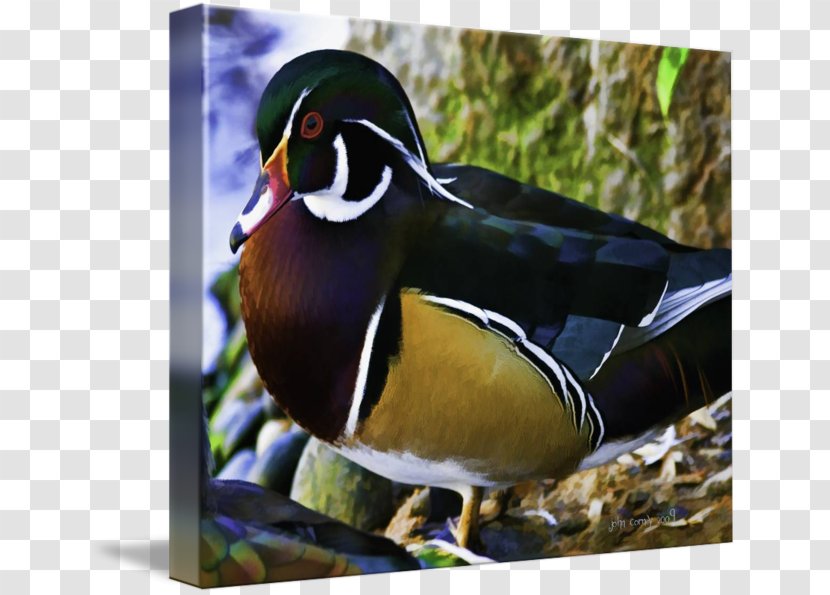 Mallard Mandarin Duck Beak - Ducks Geese And Swans Transparent PNG