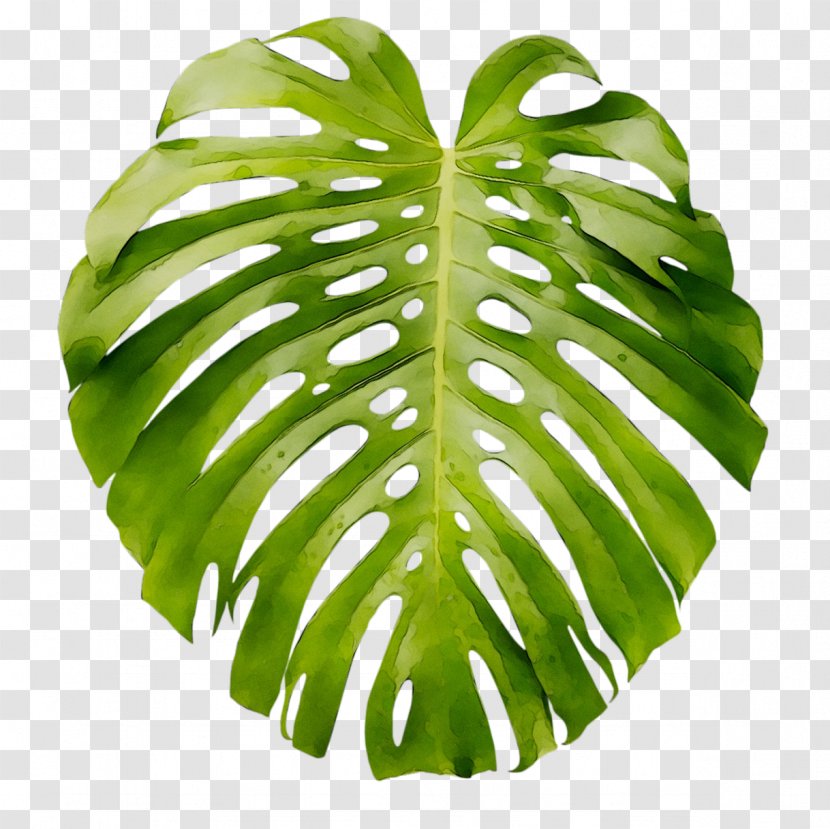 Leaf Swiss Cheese Plant Art Poster Wall Decal - Terrestrial Transparent PNG