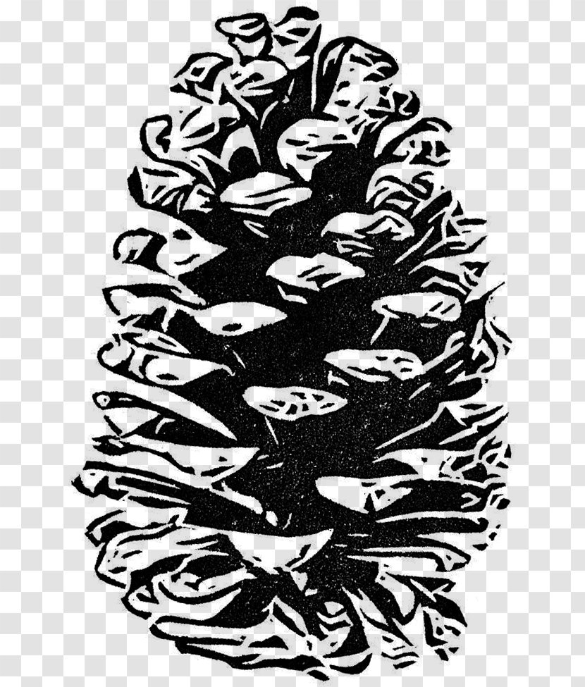 Drawing Art Conifer Cone Pinaceae - Organism - Pine Transparent PNG