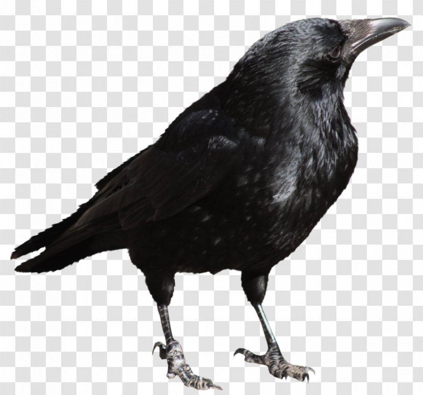 Bird Clip Art - Raven - Crow Transparent Picture Transparent PNG