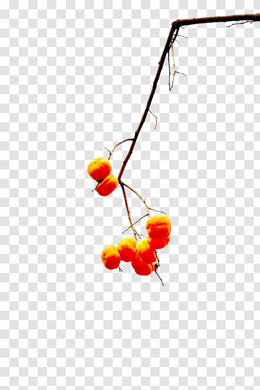 A Few Persimmons Hanging From Tree - Branch - Persimmon Transparent PNG