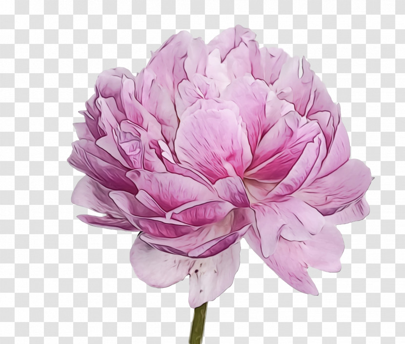 Flower Pink Petal Plant Cut Flowers Transparent PNG