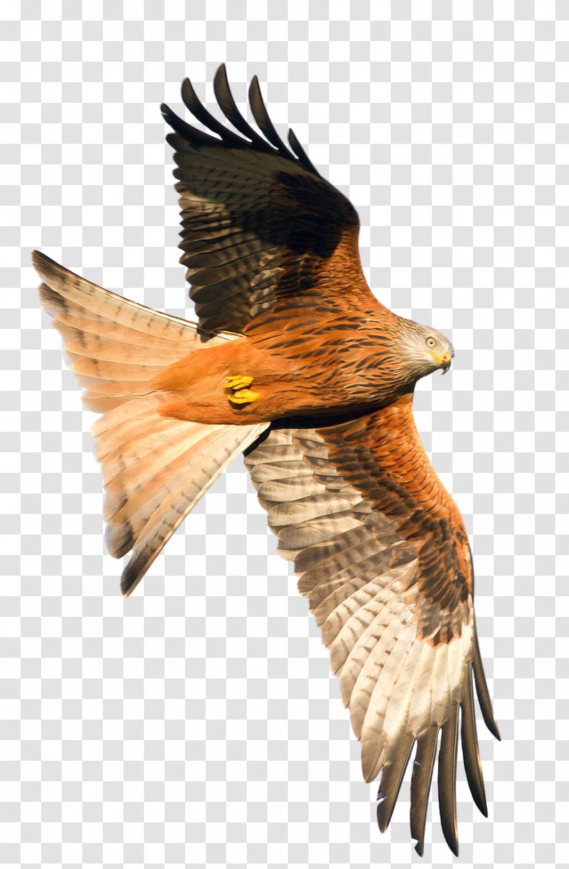 Hawk Songjeong Station Bird Buzzard Beak - Of Prey - Aak Transparent PNG