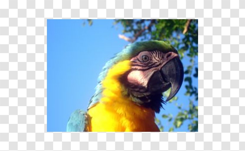 Macaw Parrot Lovebird Cayman Islands Transparent PNG
