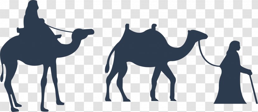 Bactrian Camel Dromedary Drawing Illustration - Like Mammal - Blue Transparent PNG