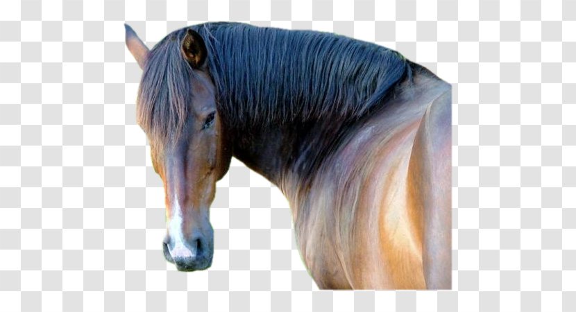 Mustang Stallion Pony Dog Halter - Horse Transparent PNG