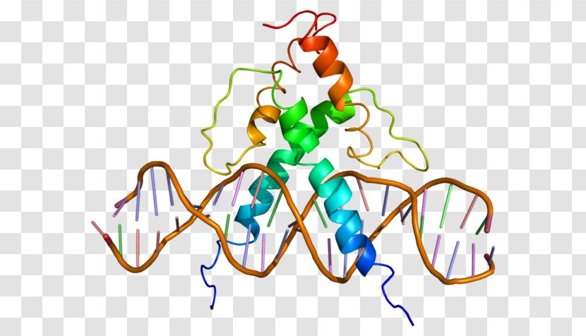 USF1 Basic Helix-loop-helix Transcription Factor Gene USF2 - Silhouette - Leucine Zipper Transparent PNG