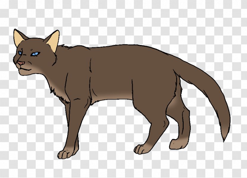 Whiskers Havana Brown Bombay Cat Korat Burmese - Mammal - Kitten Transparent PNG