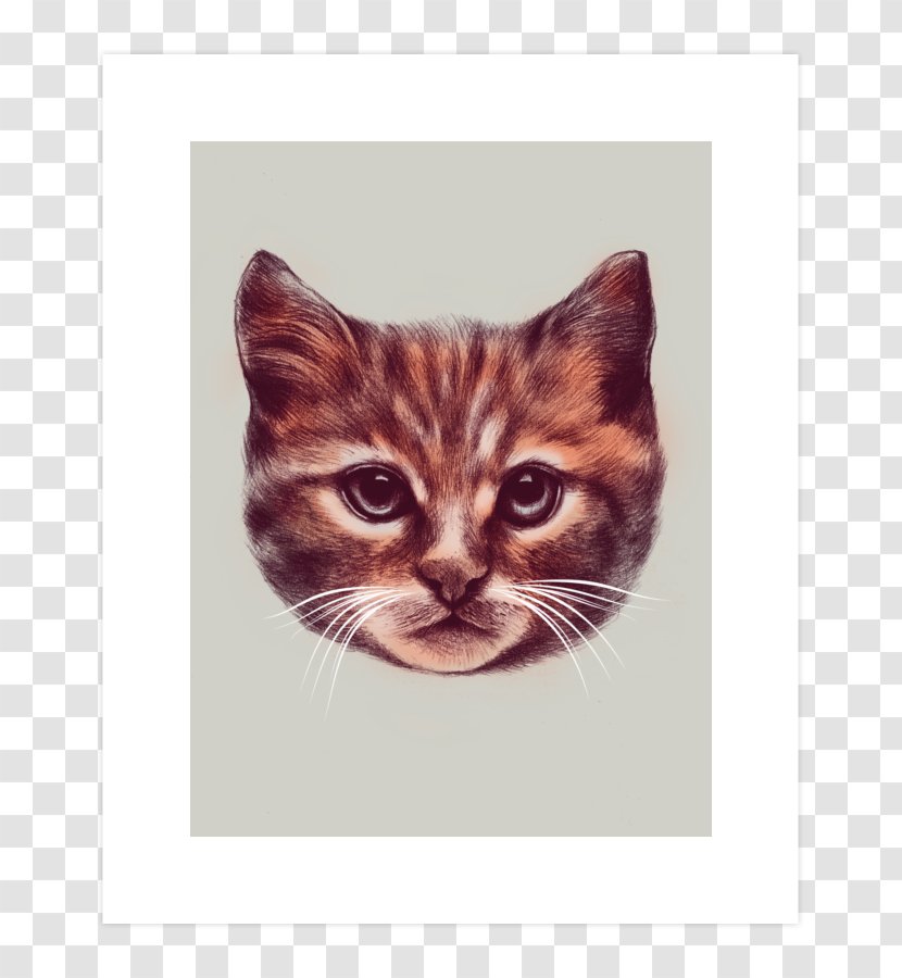 Kitten Persian Cat T-shirt Cuteness Clip Art - Tabby Transparent PNG