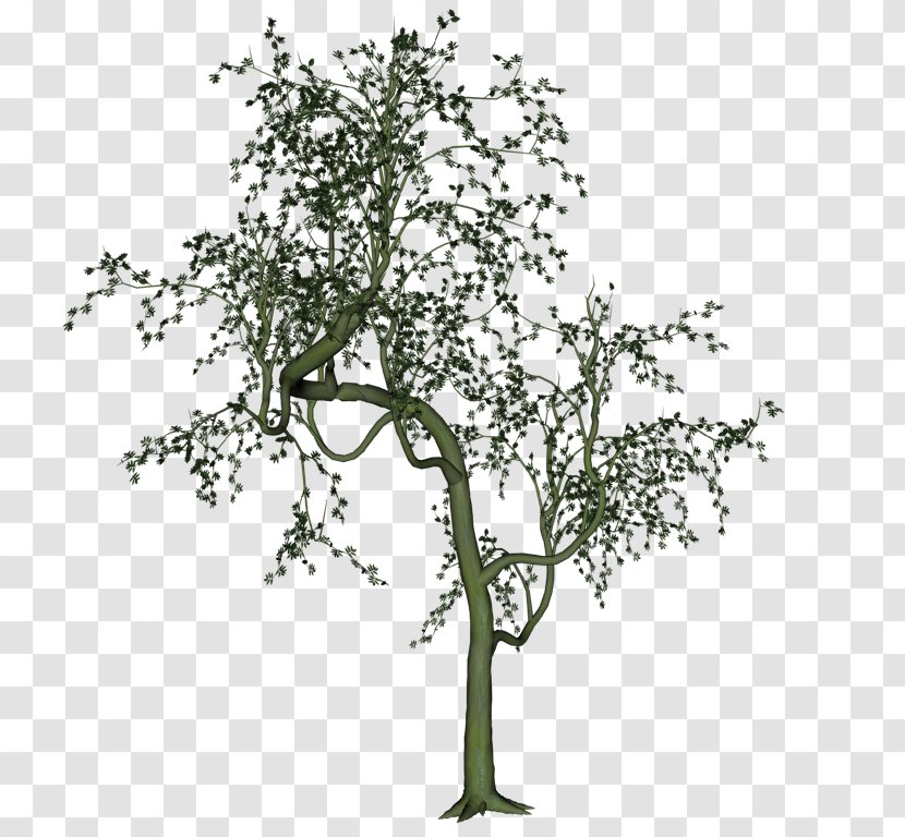 Twig Album Photobucket Urban S - Flowering Plant - 11 Internet Transparent PNG