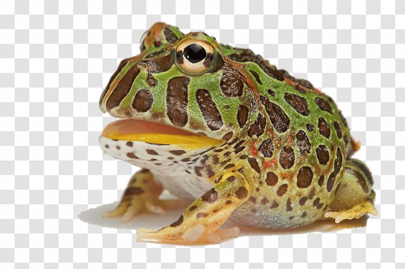 Argentine Horned Frog Cranwells Surinam Cat - HD Creative Frogs Transparent PNG