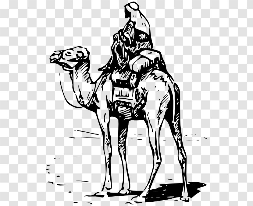 Bactrian Camel Dromedary Silk Road Equestrian Clip Art - Cryptocurrency - Camaleon Transparent PNG