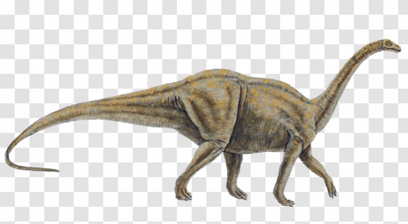 Allosaurus Tyrannosaurus Dinosaur Size Melanorosaurus Velociraptor - Saurischia - Jurassic Vector Transparent PNG