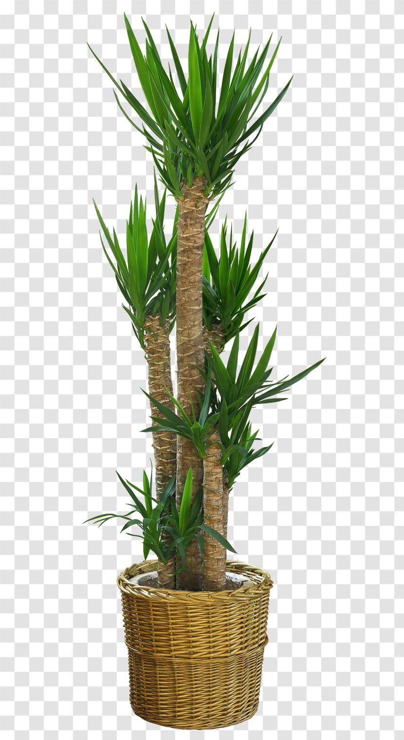 Dracaena Draco Flowerpot Plant - Palm Tree - Potted Transparent PNG