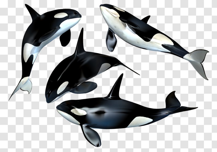 The Killer Whale Toothed Cetacea - Organism - Ballena Transparent PNG