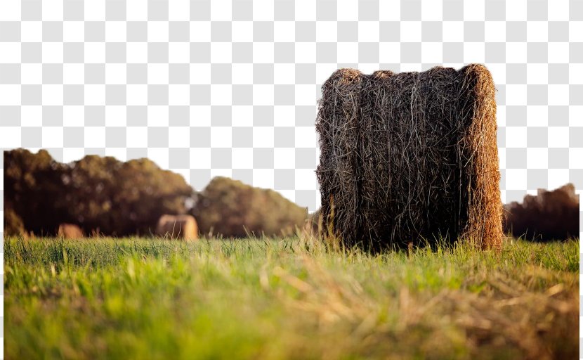 High-definition Television Wallpaper - Highdefinition - View Triple Golden Wheat Field Transparent PNG