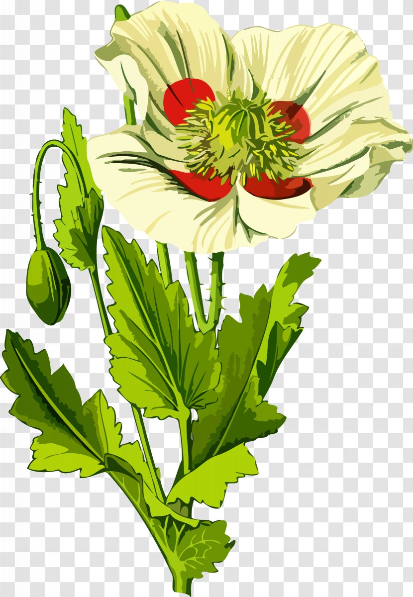 Opium Poppy Plant Seed Common - Codeine - Medicinal Herbs Transparent PNG