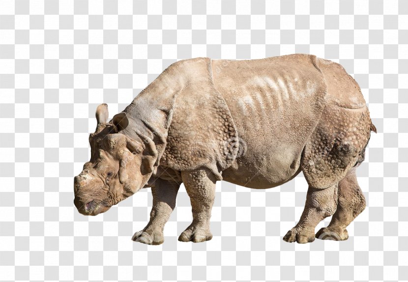 Rhinoceros 3D Icon - Terrestrial Animal - Rhino Creative Transparent PNG