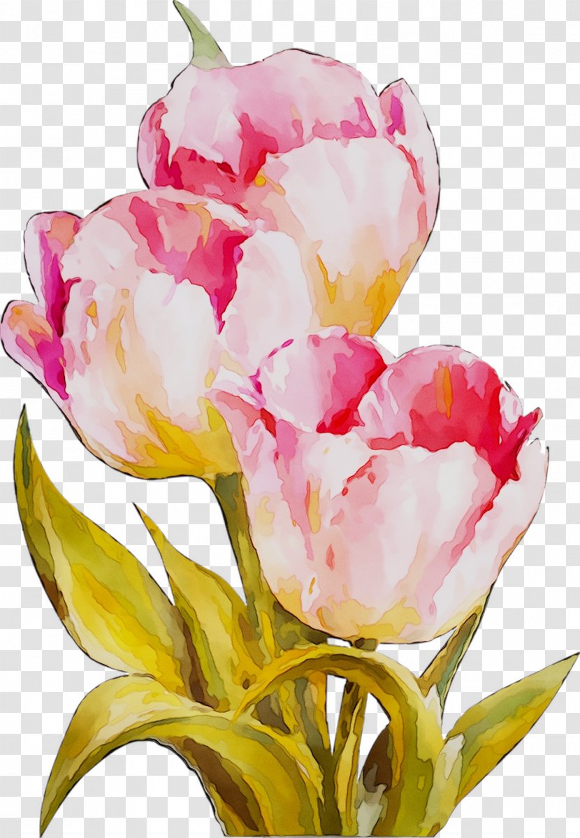 Tulip Floral Design Cut Flowers Still Life Photography - Watercolor Paint Transparent PNG