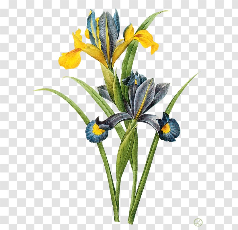 Watercolor Painting Botanical Illustration Printmaking Art - Iris Transparent PNG