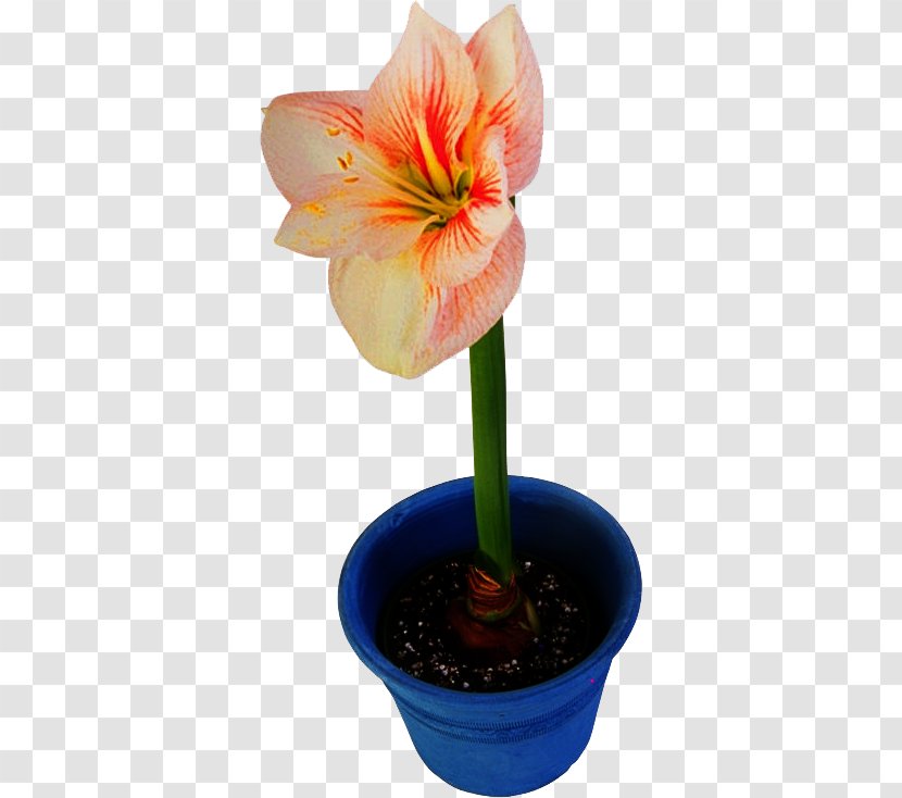 Flowerpot Amaryllis Jersey Lily Houseplant - Hippeastrum Transparent PNG