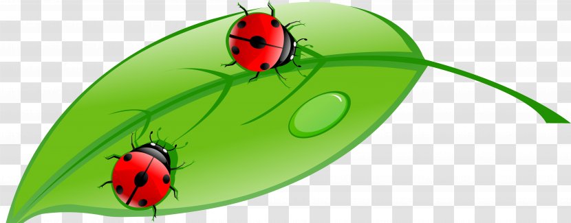 Ladybird Beetle - Ladybug Transparent PNG