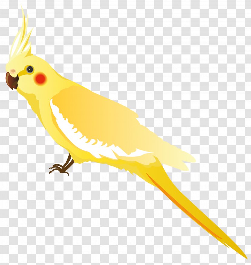 Parrot Bird Budgerigar Cockatiel Clip Art - Yellow - Birds Transparent PNG