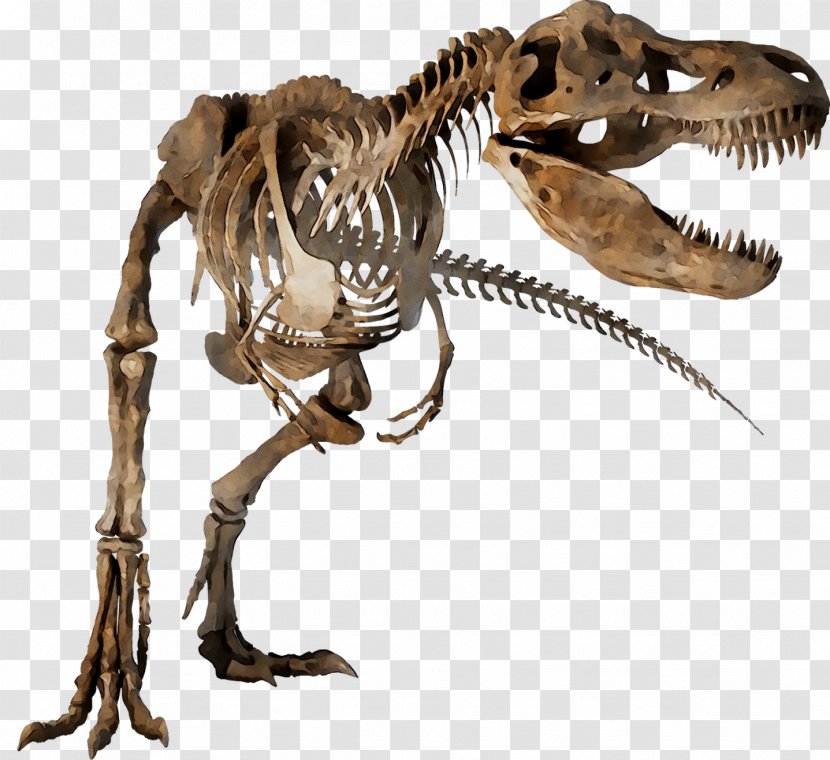 Velociraptor Tyrannosaurus Skeleton Dinosaur Theropods - Extinction - Pachycephalosaurus Transparent PNG