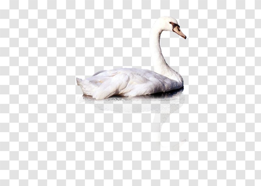 Cygnini Duck Computer File - Swan Transparent PNG