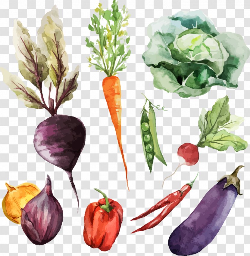 Watercolor Painting Vegetable Food - Radish - VEGTABLES Transparent PNG