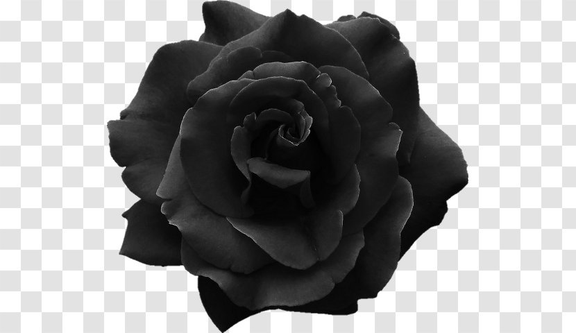 Black Rose Clothing Desktop Wallpaper - Flower Bouquet Transparent PNG