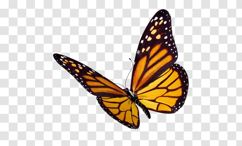 Monarch Butterfly Greta Oto Clip Art - Watercolor Transparent PNG