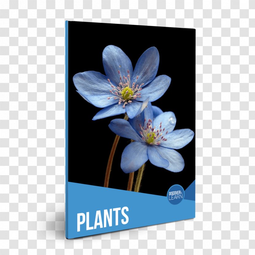 Plants Flower Desktop Wallpaper Petal Stock.xchng Transparent PNG