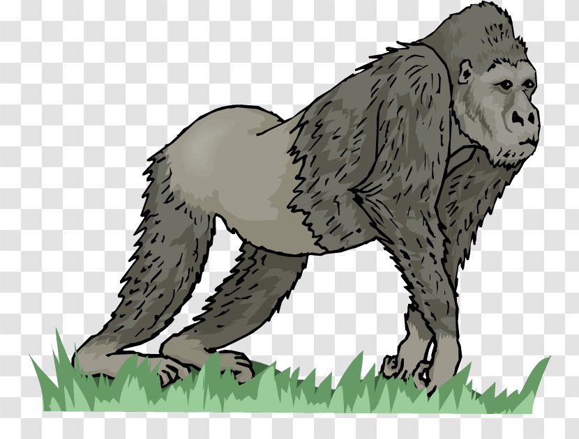 Continent Africa Europe Coloring Book Flashcard - Animation - Gorilla Transparent PNG