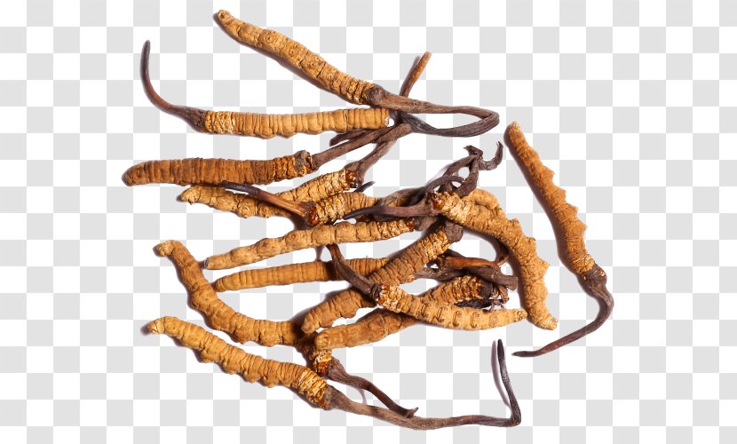 Caterpillar Fungus Cordyceps Traditional Chinese Medicine Soc Trang Province Disease - Pharmaceutical Drug Transparent PNG