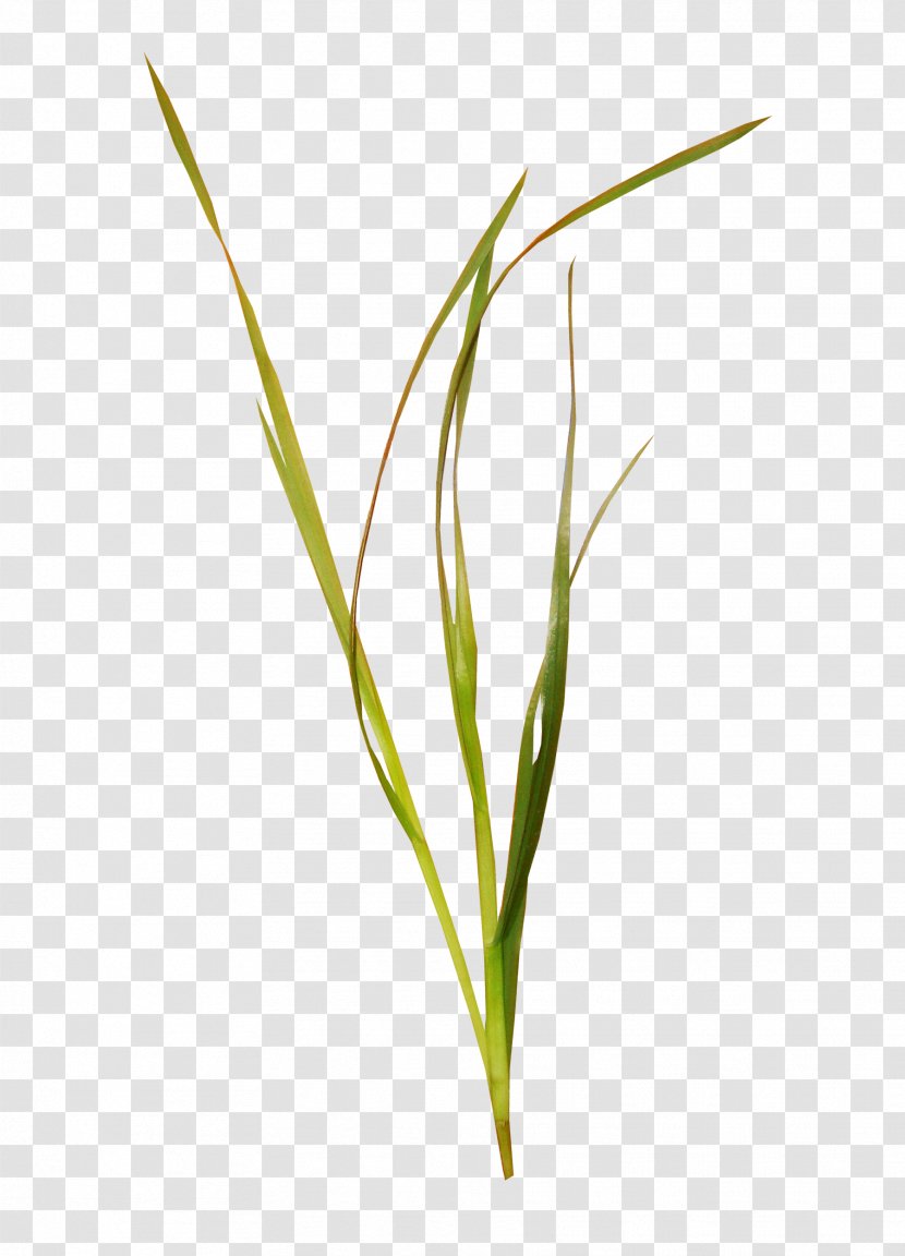 Elements, Hong Kong Icon - Commodity - A Grass Transparent PNG